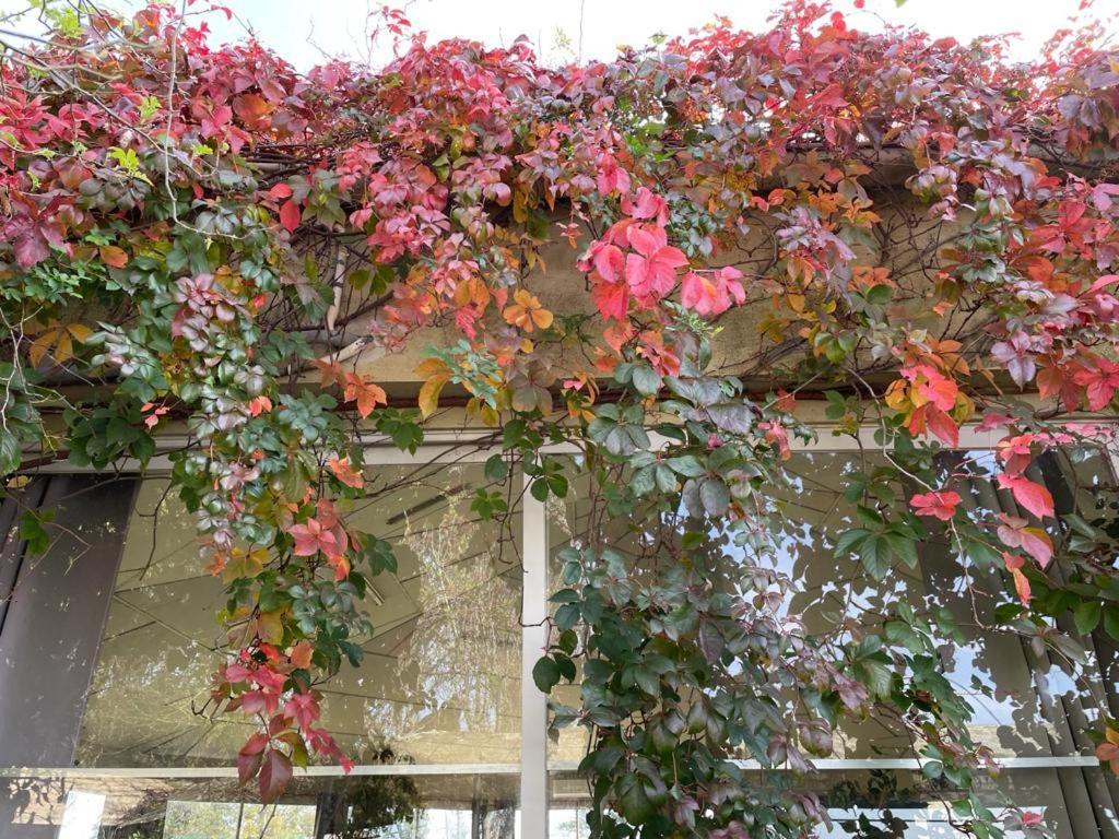 Complejo Turistico Flores 特立尼达 外观 照片